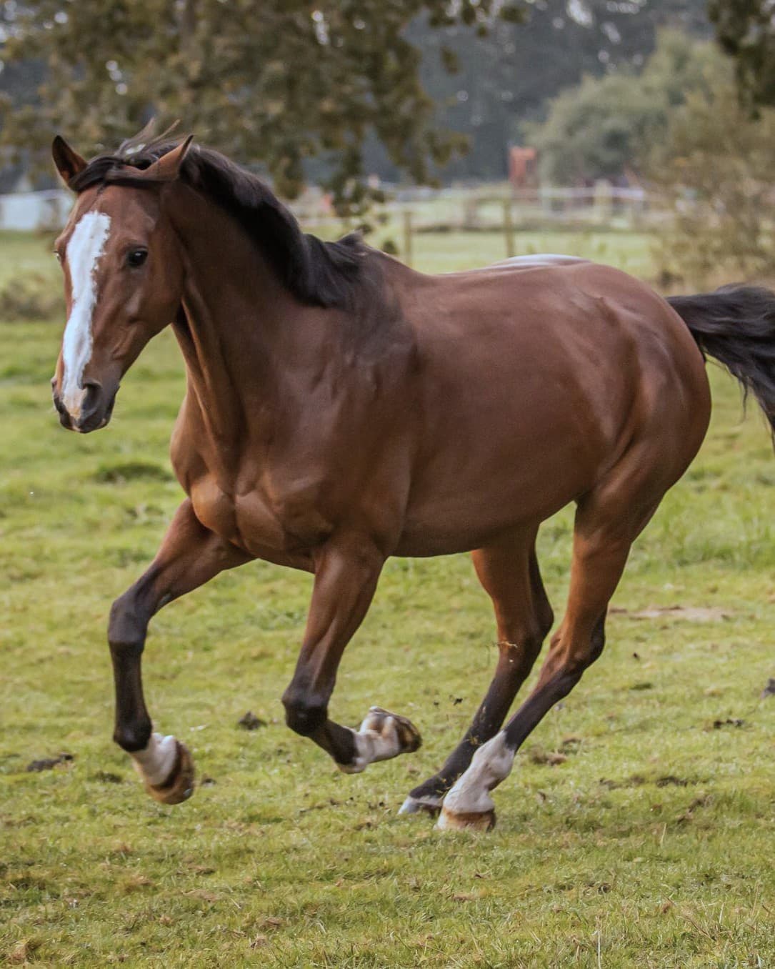 Pferd in der Natur